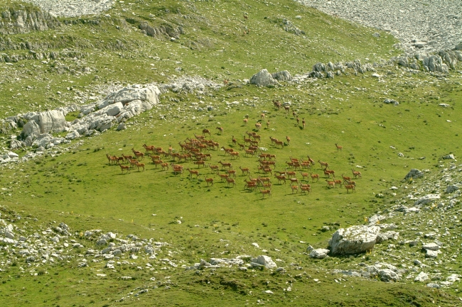 Cerbiatti: generazione 2008